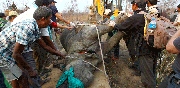 Successfull translocation of One Horned Rhinos in Nepal